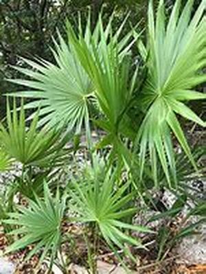 Saw Palmetto for Weight Gain Purposes  Saw palmetto is mainly known for its treatment of the symptoms of BPH (benign prostatic hyperplasia)