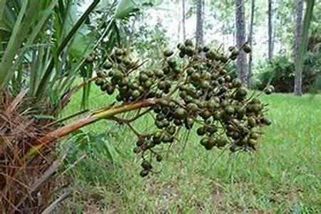 The Use of Saw Palmetto and Weight Gain Caused  Saw Palmetto and weight gain as an end result by taking such herb is possible