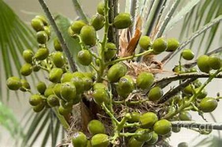 Saw Palmetto and Testosterone: One Affecting The Other  Testosterone is present to both men and women  but men have it predominantly