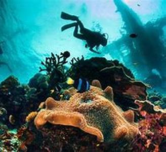 Scuba Diving Mexico  If you are seeking for a complete package deal of a great escapade, Vallarta Adventure has the answer to that