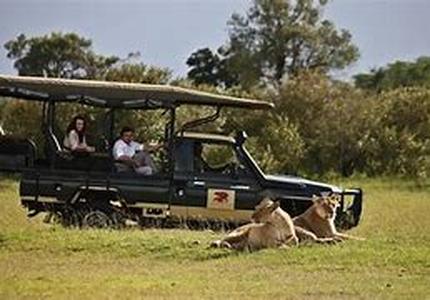 African Animals And Safari In Disney World